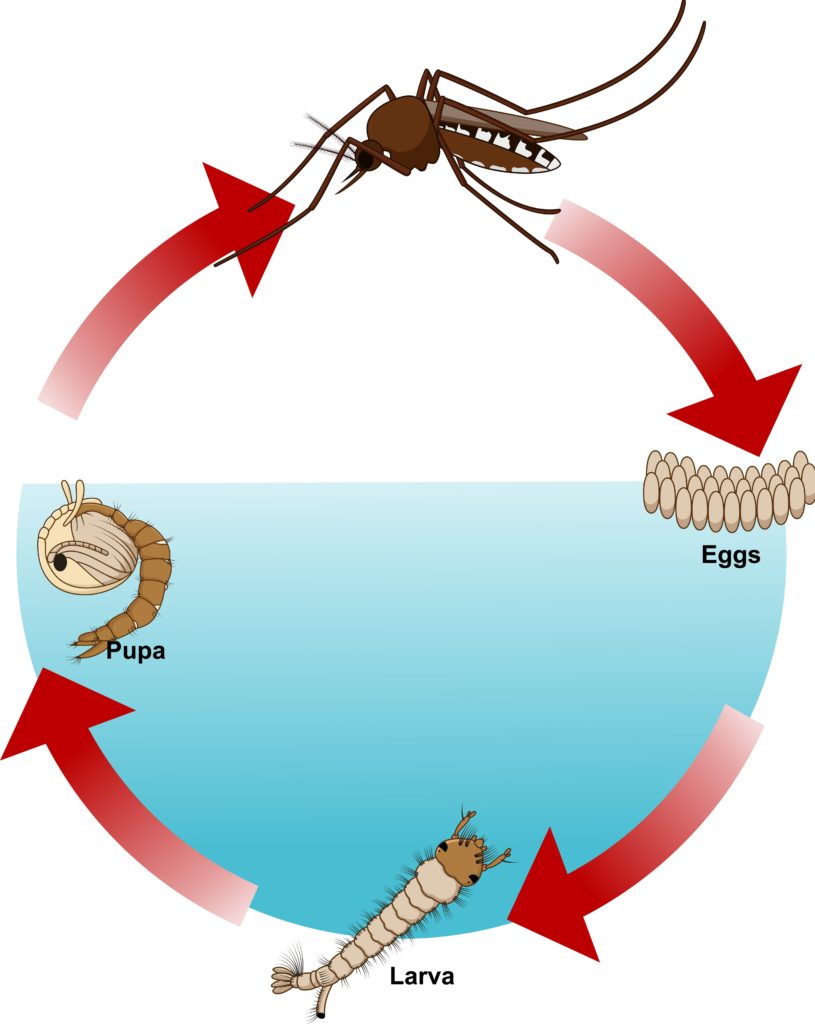 Ciclo de vida do mosquito da dengue