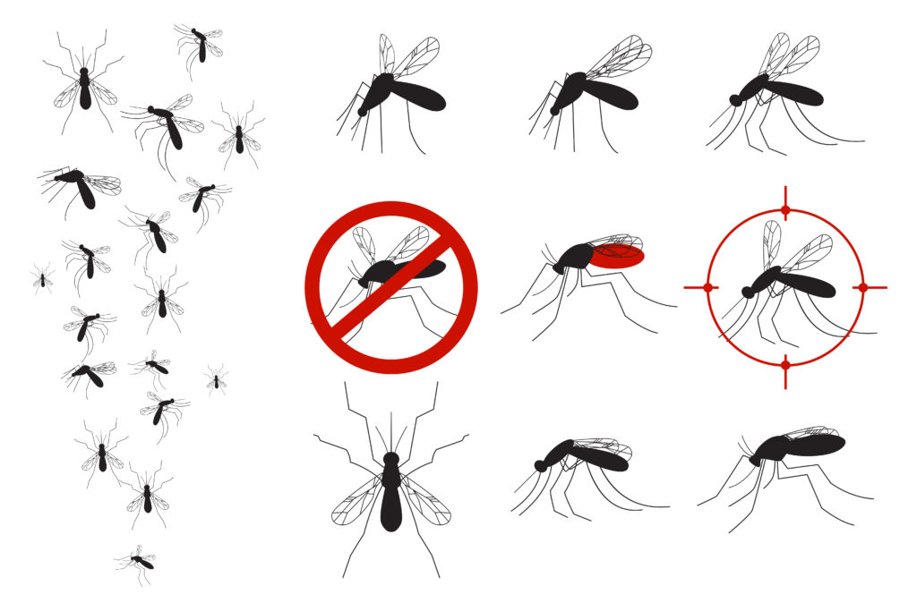 Imagem do Mosquito da Dengue