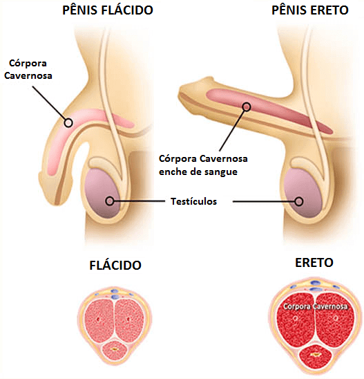funcionamento do pênis