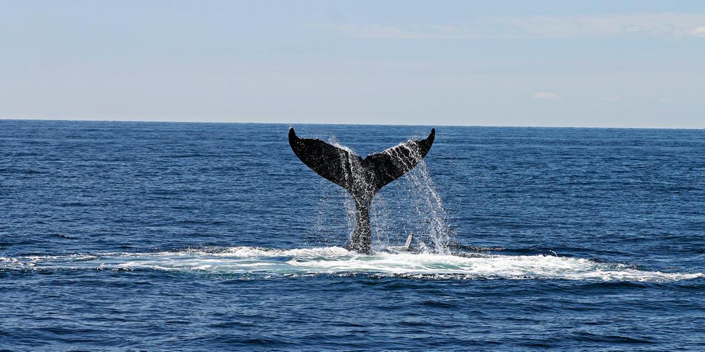 Praias para você ver baleias no Brasil